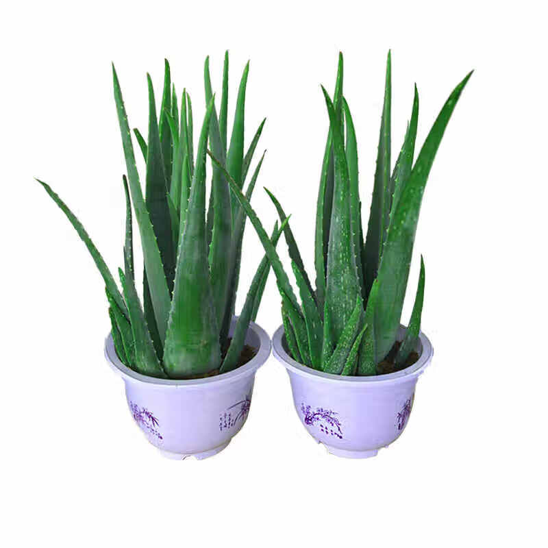 芦荟盆栽 库拉索芦荟盆栽芦荟芦荟花苗芦荟z5 6年苗60厘米 不含盆