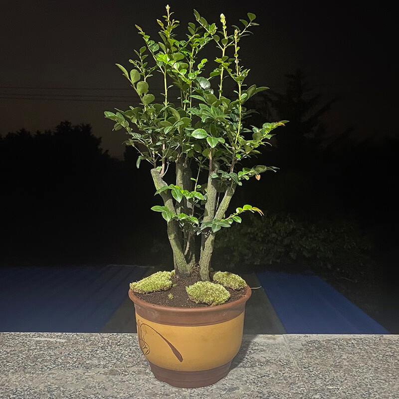 小叶紫檀迎客松造型盆栽地柏树盆景室内桌面绿植盆栽黑檀黑骨茶 大号