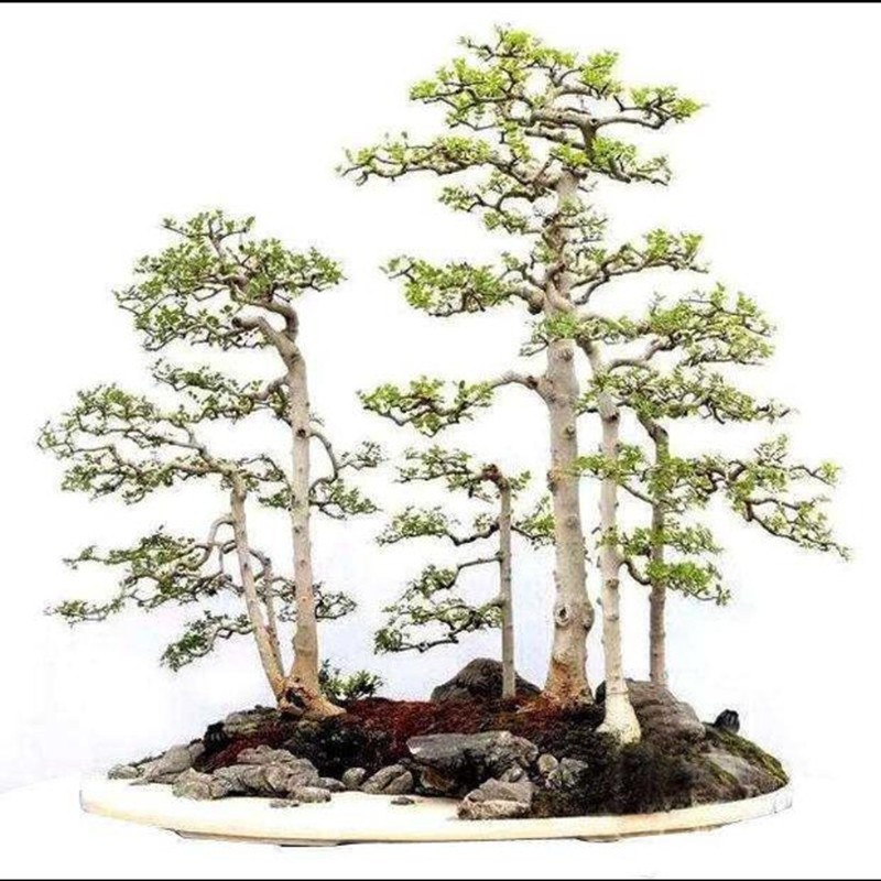 大型白蜡盆景树桩 对节白蜡古桩盆景实物对接白蜡古 丛林式盆景