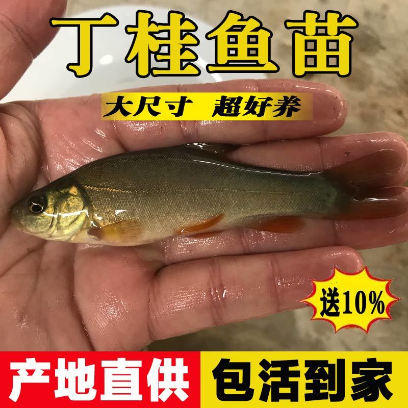 大丁桂鱼淡水养殖食用活鱼特大欧洲丁鱥鱼须鱼岁小鱼冷水观赏鱼小 丁