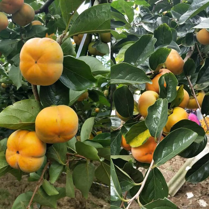 秦品堂阳丰脆柿子巧克力脆柿甜硬柿子农家果园自种当季新鲜水果 脆柿子5斤 【精品】单果100g+, 净4.5斤+