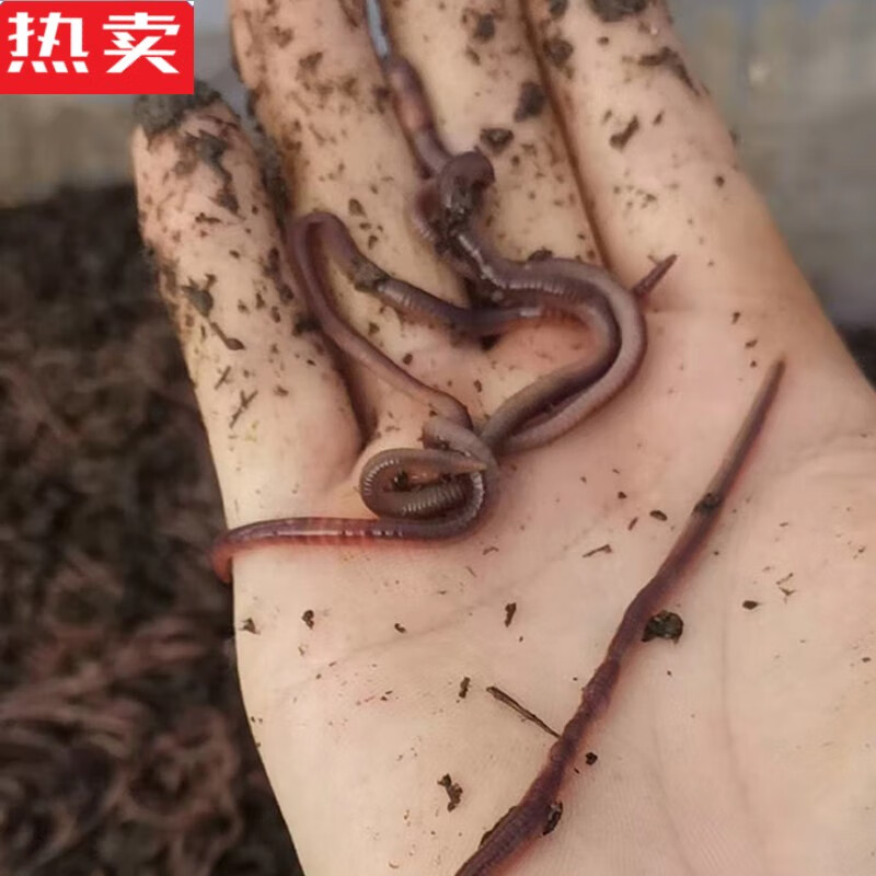木兰旅蚯蚓活饵鲜活红虫垂钓鱼饵料特大号散装盒装红蚯蚓钓鱼用鱼饵