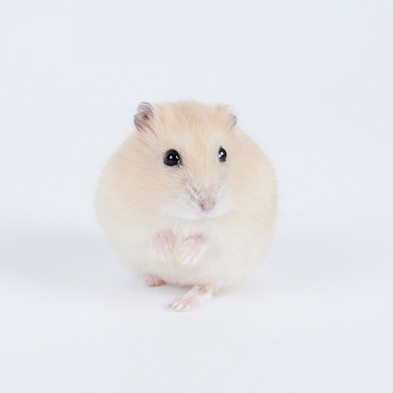 查异宠活体历史价格|异宠活体价格比较