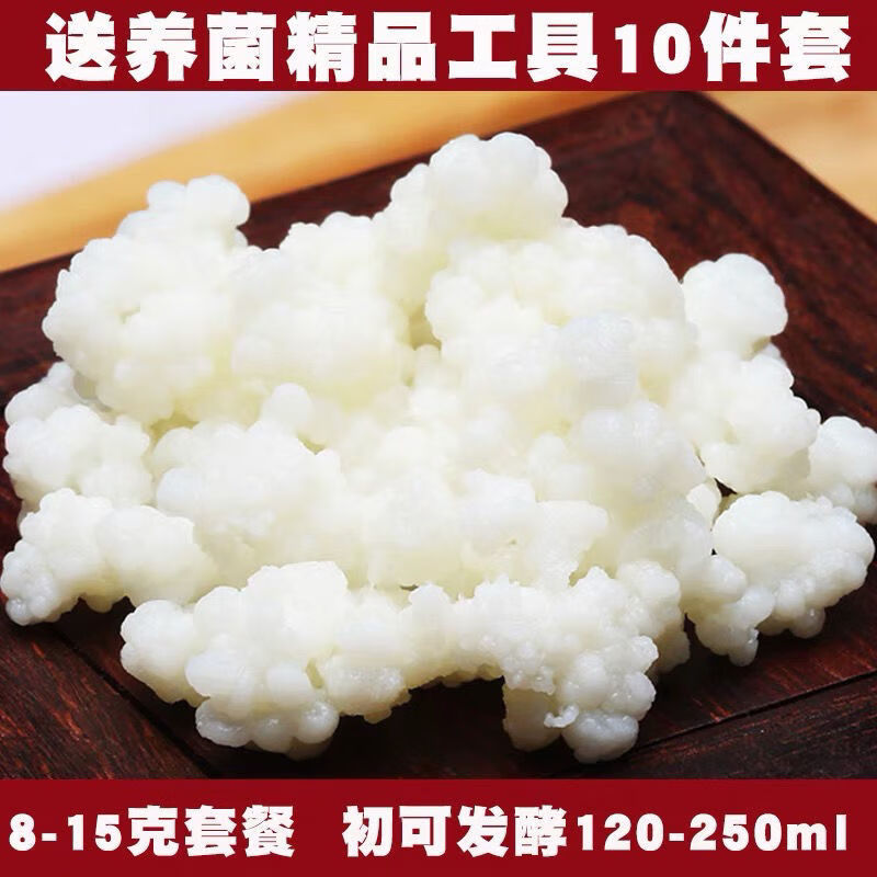 食怀kefir 开菲尔菌种 奶克菲尔粒 酸奶常温发酵乳酸菌非雪莲菌藏灵菇