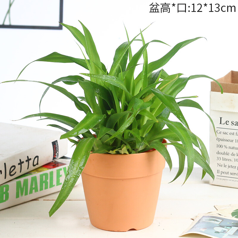瑰季吸毒草金魚吊蘭滿天星盆栽凈化空氣吸綠寶鳥巢蕨植物 青葉吊蘭-杏色塑料盆 不含盆