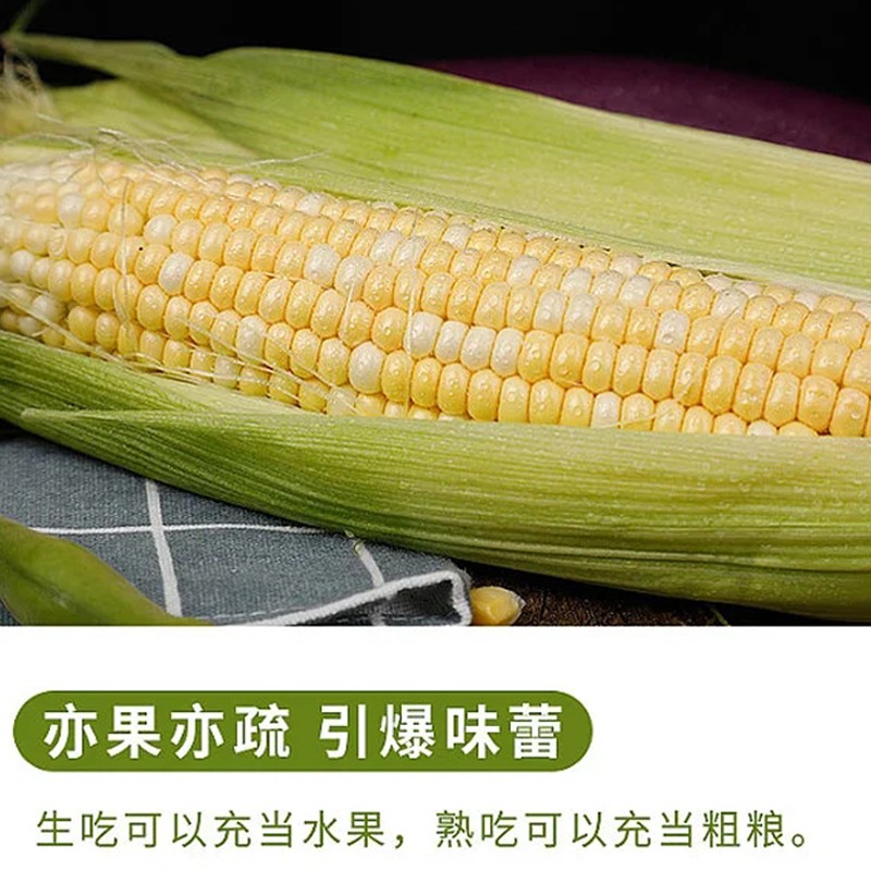 滇味十足（DIANWEISHIZU）水果玉米 云南金银双色鲜玉米 甜玉米玉米棒水果蔬菜金银玉米 净重2斤【约2-3根】