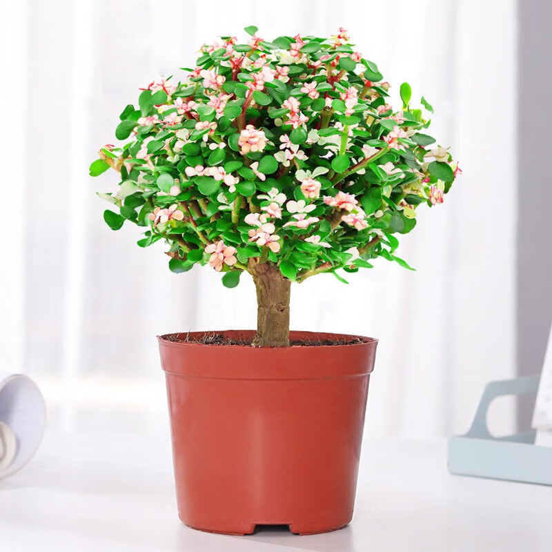 京东多肉植物历史售价查询网站|多肉植物价格历史