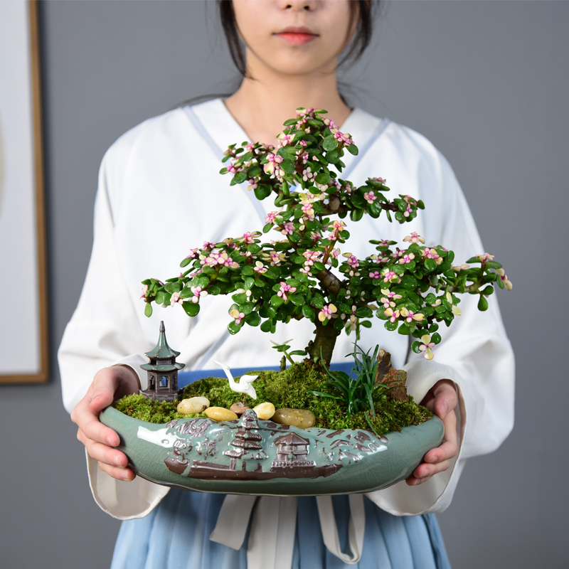 自然空间 ZRKONJN 盆栽造型盆景老桩多肉植物肉肉花卉易活好养办公四季绿植 苏廊s型金枝玉叶+鹤+塔+石