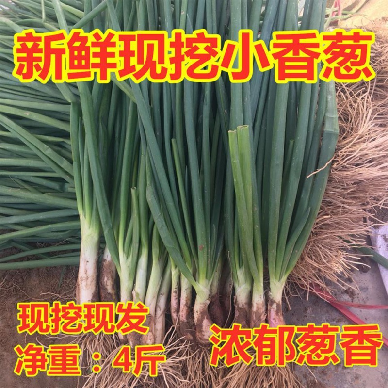 【精选生鲜】新鲜小香葱现挖蘸酱菜小葱小笨葱微辣农家蔬菜新鲜蔬菜可栽种 新鲜现挖 3斤