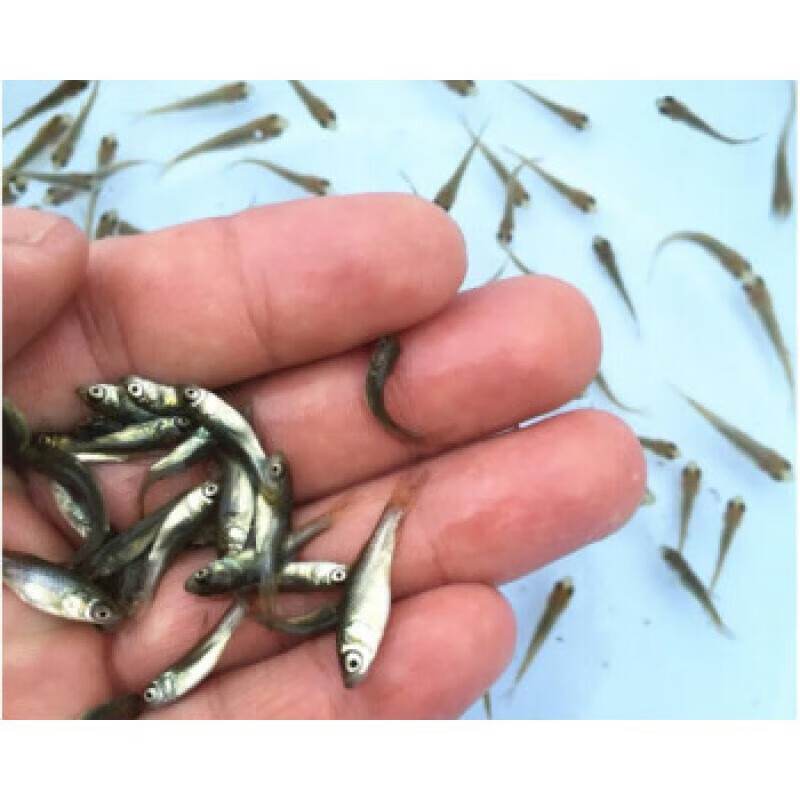 麦穗鱼饲料鱼活体鱼苗淡水养殖小鱼龙鱼鳄龟饲料喂乌龟吃的小鱼苗