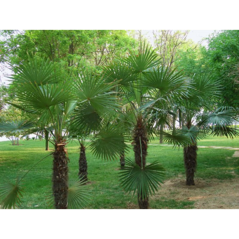 花支蕊棕榈种子 山棕树种子 易种植 花卉林木树种子 并榈 唐棕榈种子 