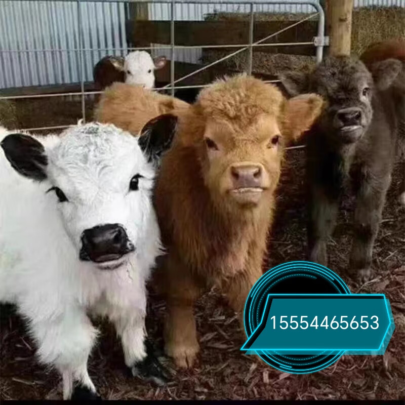 宠物牛活体侏儒牛幼仔景区观赏宠物牛小牛崽活苗小牛崽养殖技术