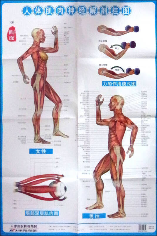 人体肌肉神经解剖挂图(3张)【正版好书,下单速发】