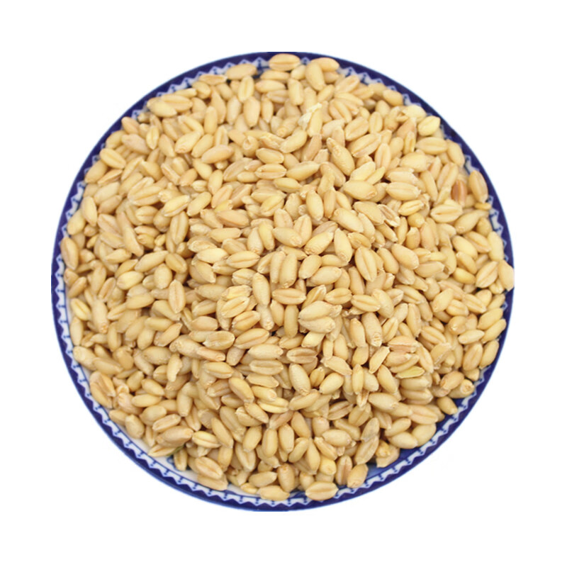 5斤新小麦粒农家自产 磨面做麦酱麦芽糖 小麦草种子 带皮麦子种籽