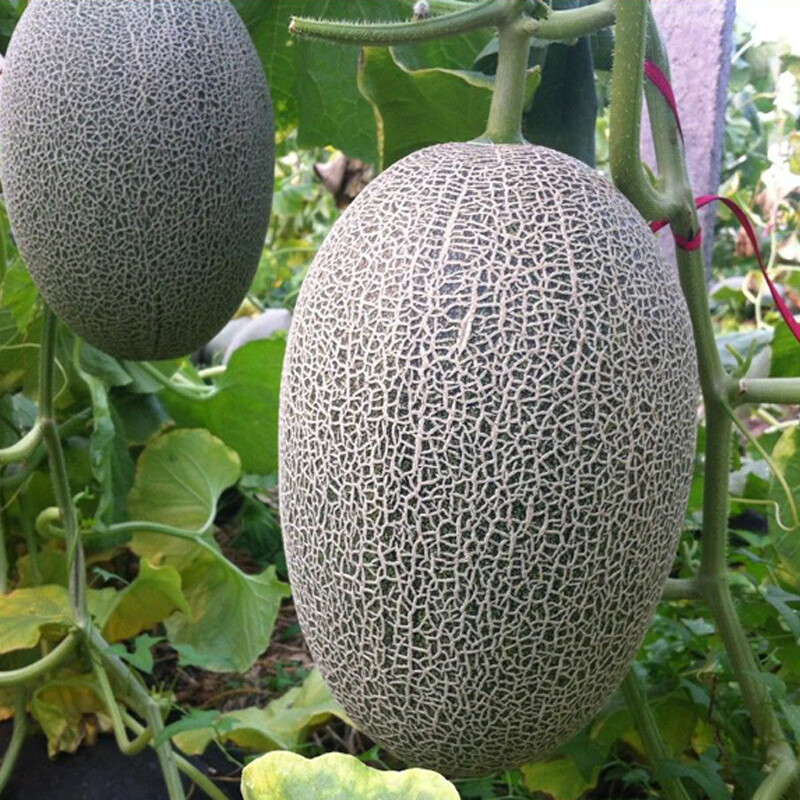 新疆网纹哈密瓜种子四季播水果哈蜜瓜甜瓜香西瓜阳台蔬菜种籽正品