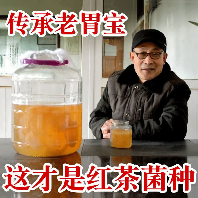 红茶菌菌种传统老胃宝海宝醋蛾子红茶菌海宝菌母菌 菌种500ml (培养缸