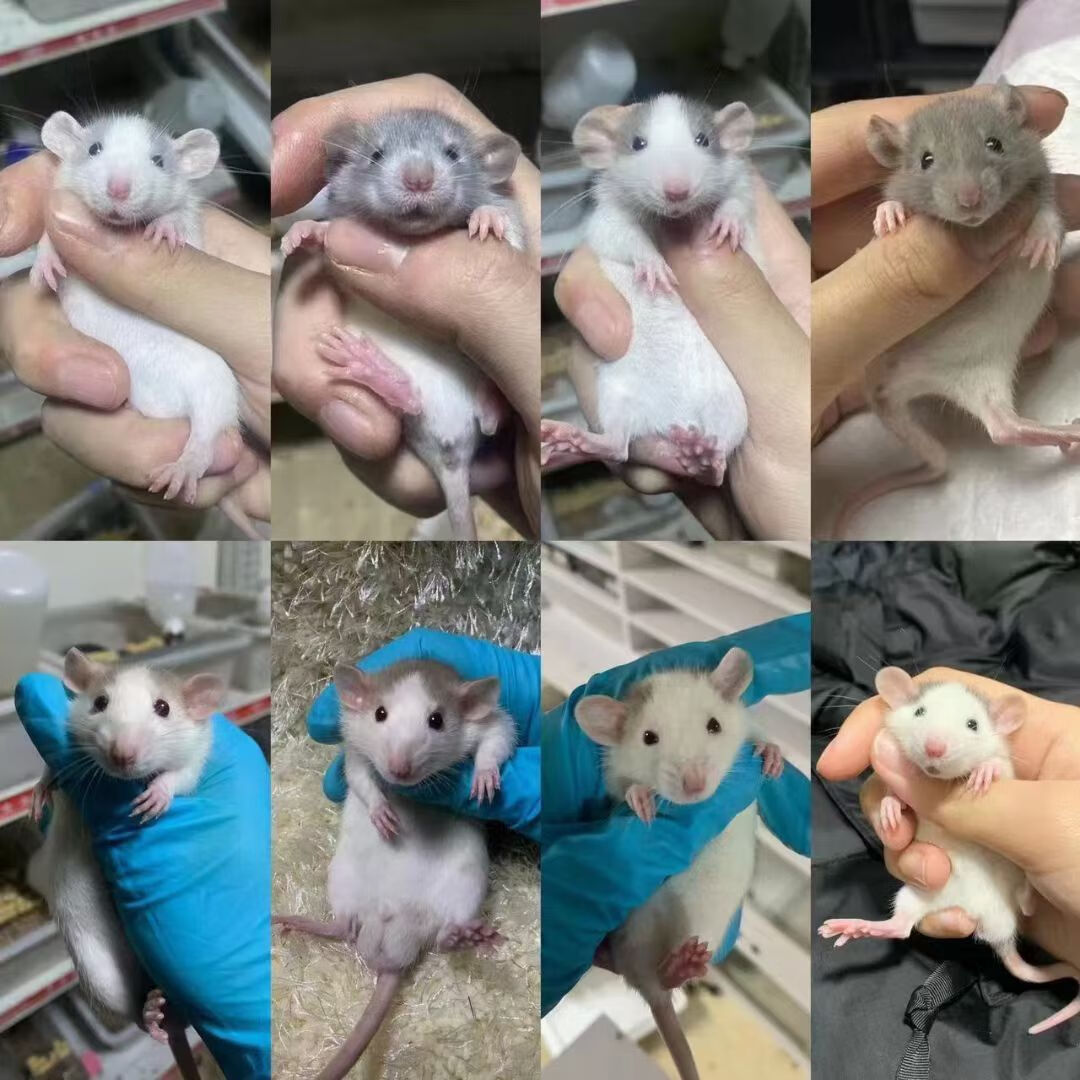 随机一只花枝鼠(不选公母)