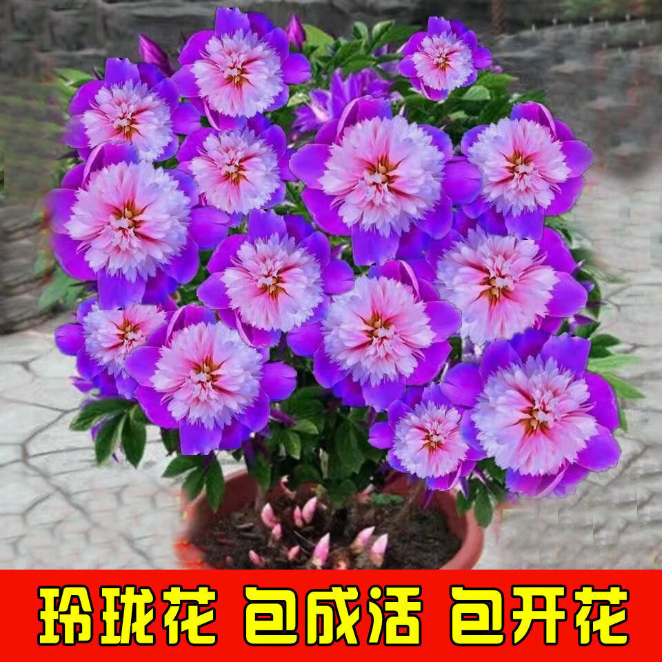 络咚棠 *轻奢【带芽发货】重瓣玲珑花寒冬季好养四季开花南北方种植