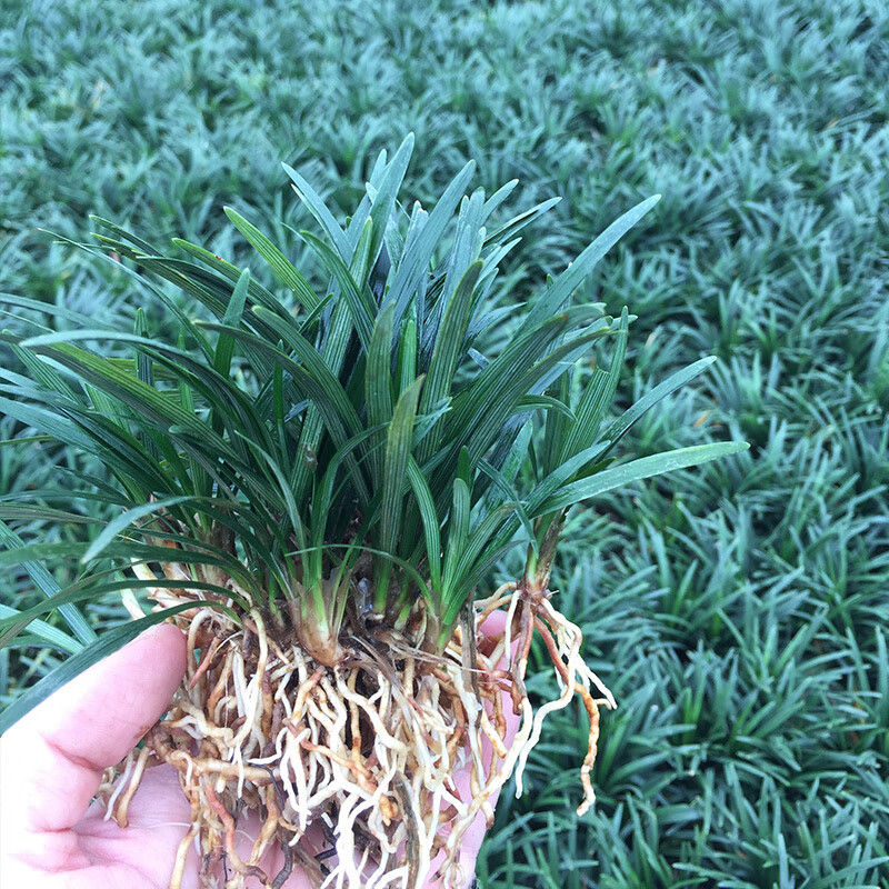 托盘庭院别墅草平植物四季常青园林绿化麦冬草苗 日本矮麦冬【10斤】