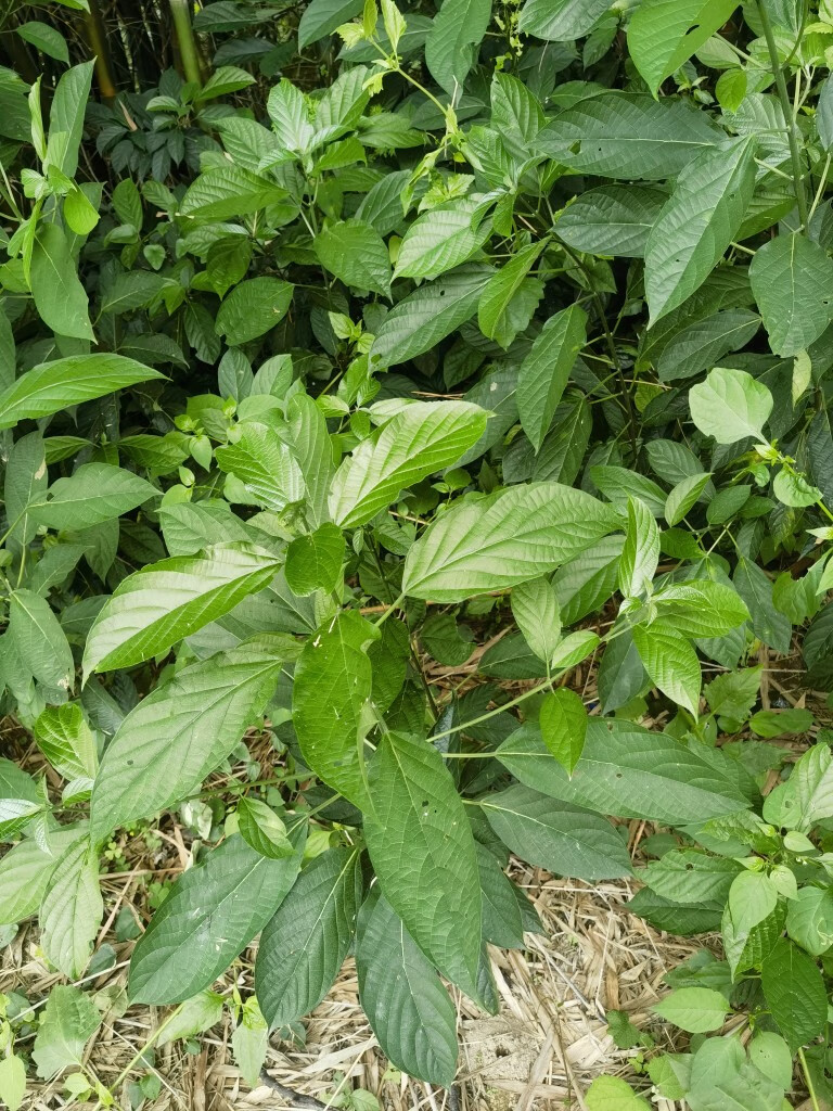 姒桀新鲜现采蓼大青叶食用大青树叶臭大青苗根大叶路边青天然 新鲜