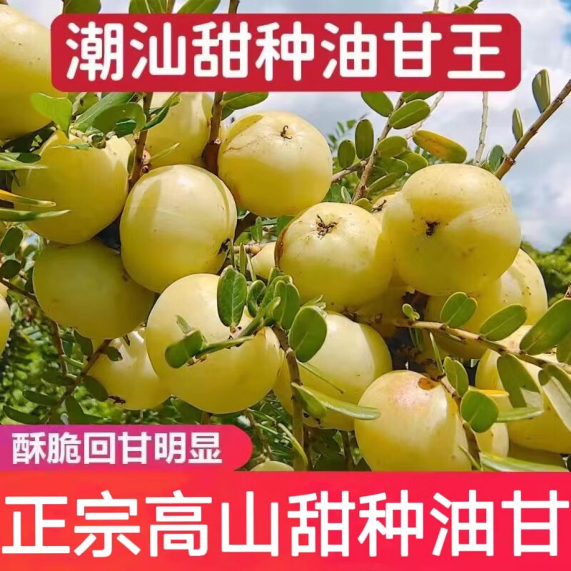 鲜木潮汕油柑王新鲜柿饼甜油甘果甜种油甘余甘果孕妇水果丙甜油柑 1斤