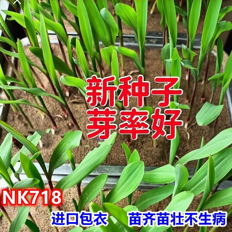 玉米种子矮杆大棒升级版nk718南北方春夏播农科院主推 新升级丰乐718