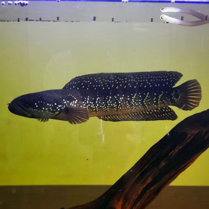 观赏七星鱼彩虹雷龙耐养冷水淡水鱼活体凶猛活体观赏锦鲤金鱼 【七星雷龙鱼苗】1条(20-26cm)