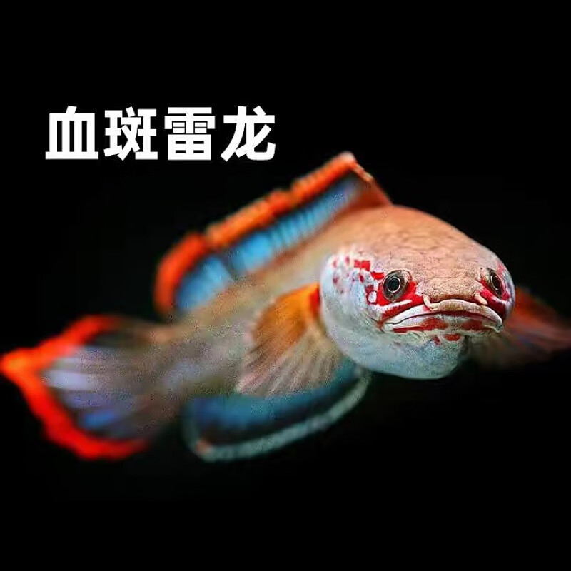 进口阿萨姆蓝帆奶茶雷龙鱼酒红七彩火背血斑一型雷龙