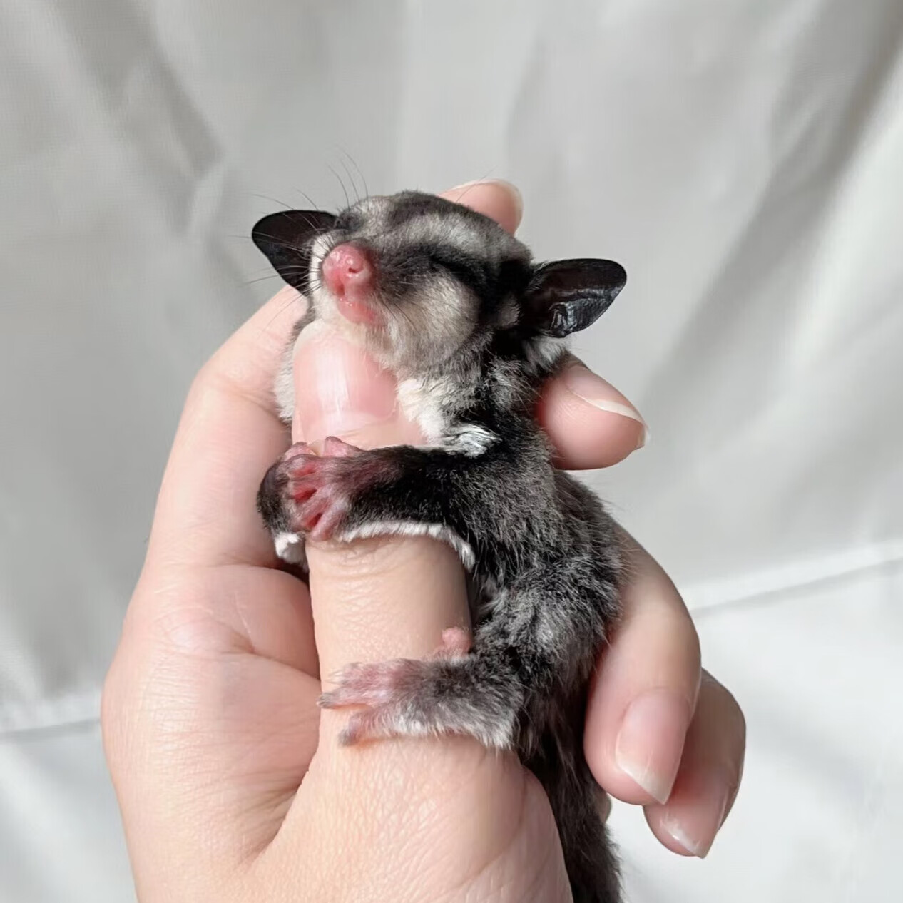 迪士农庄园 dsnzy蜜袋鼯活物异宠蜜袋鼬鼠网红抖音滑翔口袋小飞鼠白脸