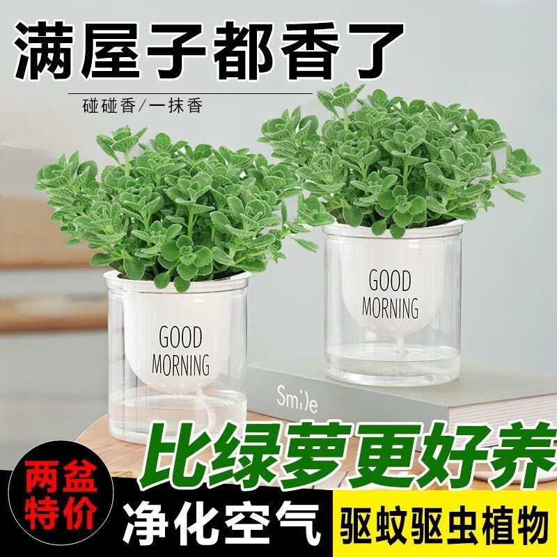 绿植盆栽历史价格查找|绿植盆栽价格走势图