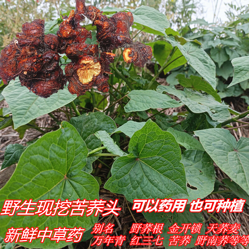 野草堂 中药材 野荞麦根苦荞头苦荞根天荞根野蓝荞 新鲜现挖草药 种植