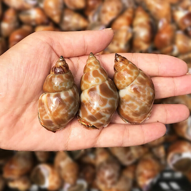 伯贤 新鲜贝类花螺天然响螺深海田螺新鲜海螺 2斤