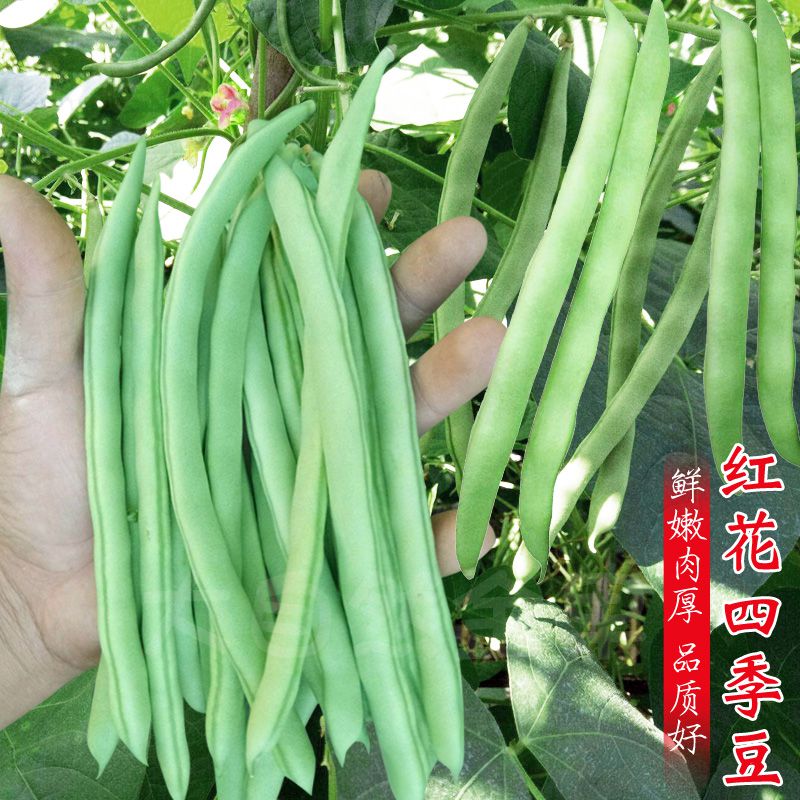 四季豆种子四季早熟搭架红花四季豆角种子春季架豆蔬菜种子大全 红花