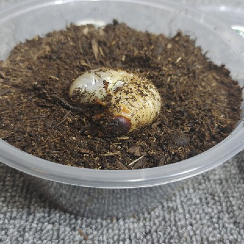 独角仙另类甲虫新手入门宠物成虫幼虫姬兜爬虫兜虫活体锹甲 仙 3龄