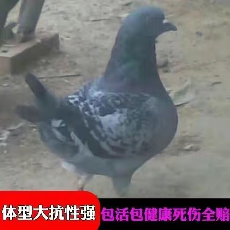 纯种落地王鸽子活物一对特大瓦灰下蛋种鸽青年鸽公母活体元宝肉鸽 大