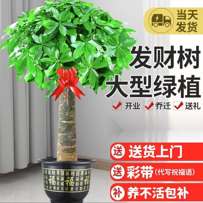 欧芽  大型植物发财树各种大颗盆栽开业乔迁客厅办公室内好养大型绿植 单杆发财树1.1-1.2米黑福盆 含盆