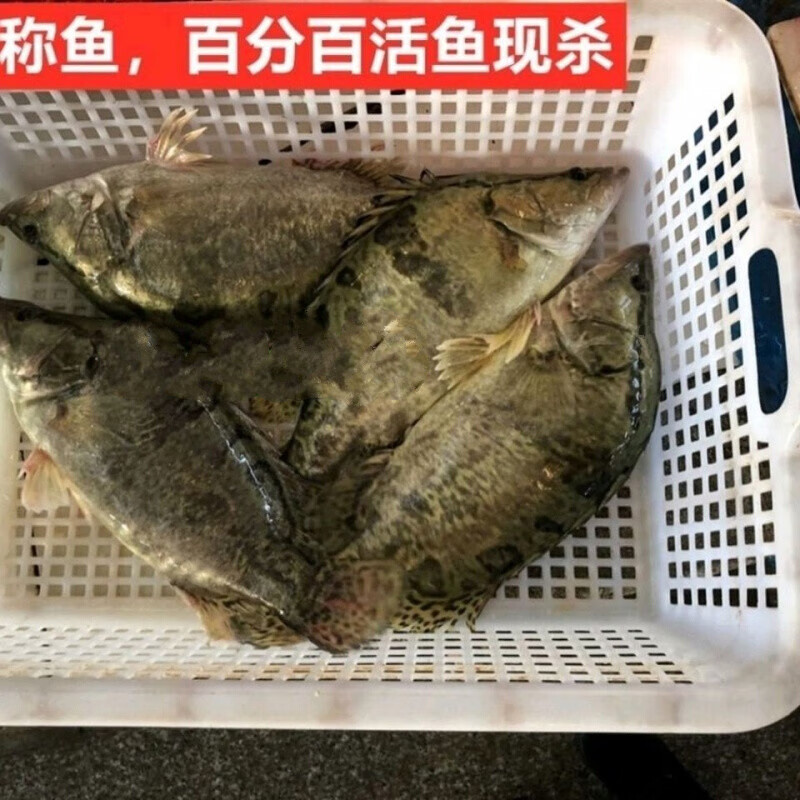 lism大桂鱼鳜鱼鳌花鱼桂花鱼淡水鱼新鲜活鱼下单现杀 3斤1条 2条装