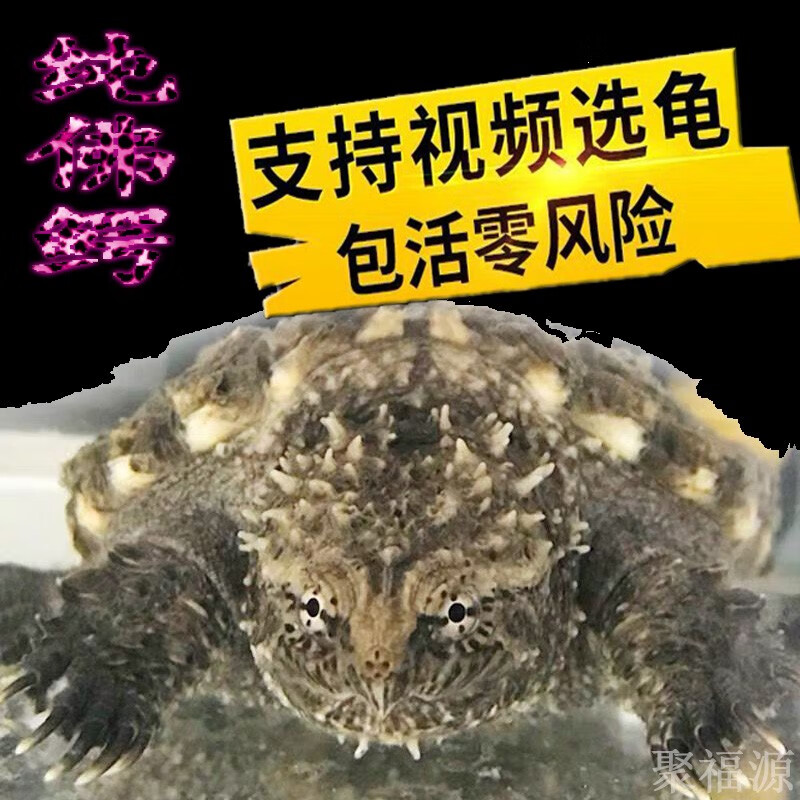 异宠活体的价格行情与趋势|异宠活体价格比较