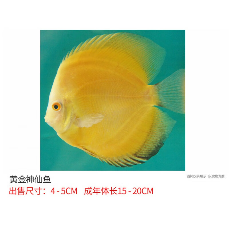 荣郁 【精品七彩】七彩神仙鱼热带观赏鱼7彩燕鱼苗活体中小型好养 黄
