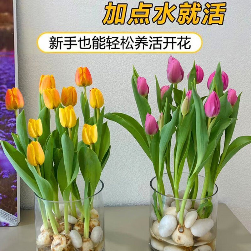 历史节庆饰品价格查询的网站|节庆饰品价格走势图