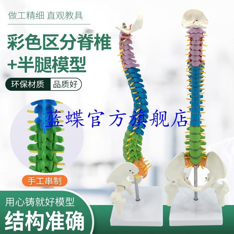 45cm彩色人体脊柱模型可弯曲椎体 彩色人体脊椎脊椎模型带骨盆+股骨 人体骨骼模型 立式脊柱 45cm彩色脊椎（立式硬腰椎）