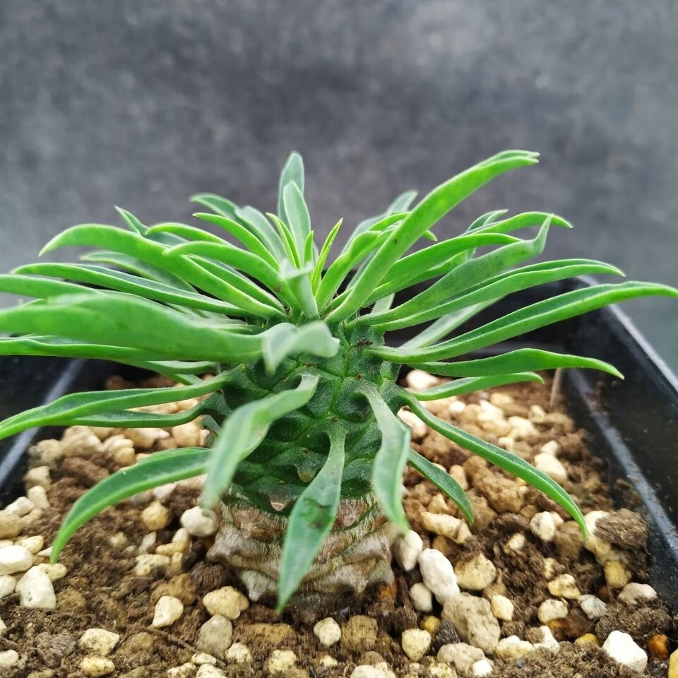 江影清铁甲麒麟 峨眉山铁甲丸同为大戟科 形似小菠萝 稀有多肉块根