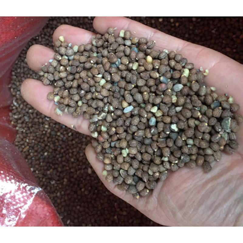 续随子种子 千金子种子菩萨豆 拒冬籽 联步种子芗苒 一斤