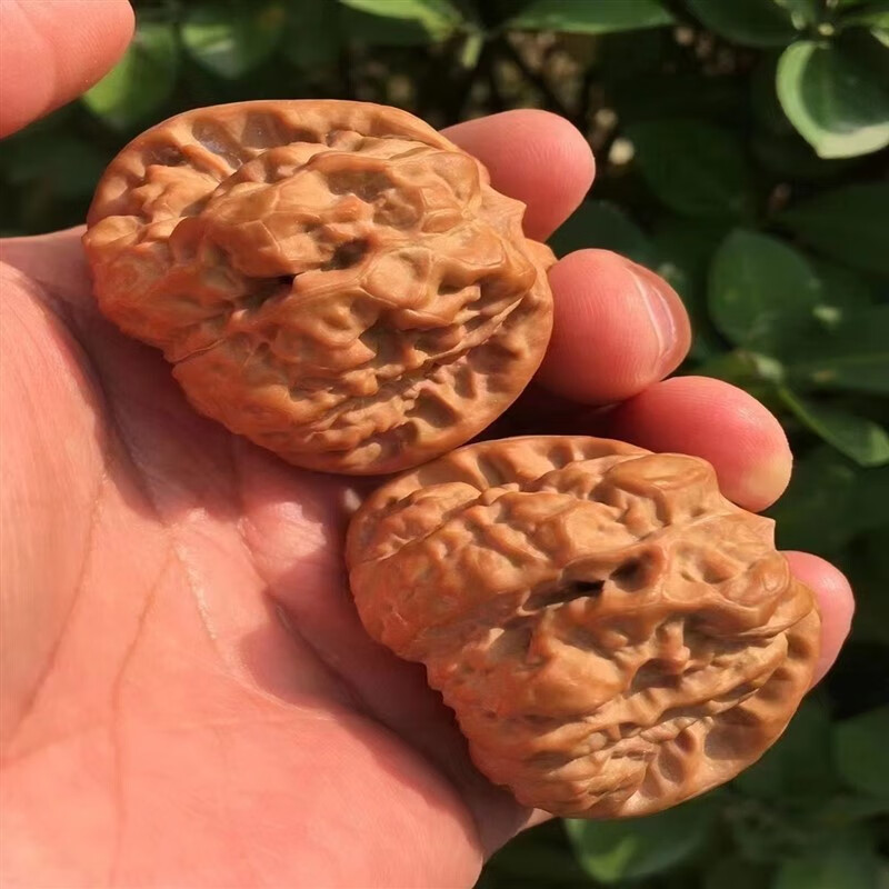 侯爷老款精品蛤蟆头老款气质一物一图延庆老树金蟾狮子头开背核桃0222