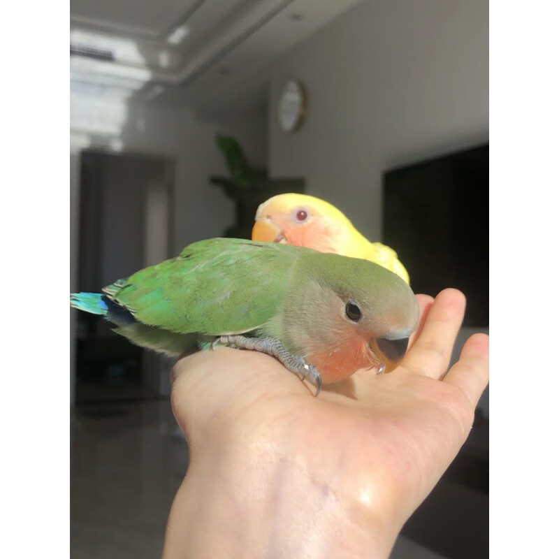 鹦鹉雏鸟牡丹虎皮玄凤手养人上手会说话的小鸟可繁殖幼鸟活体包 黄桃