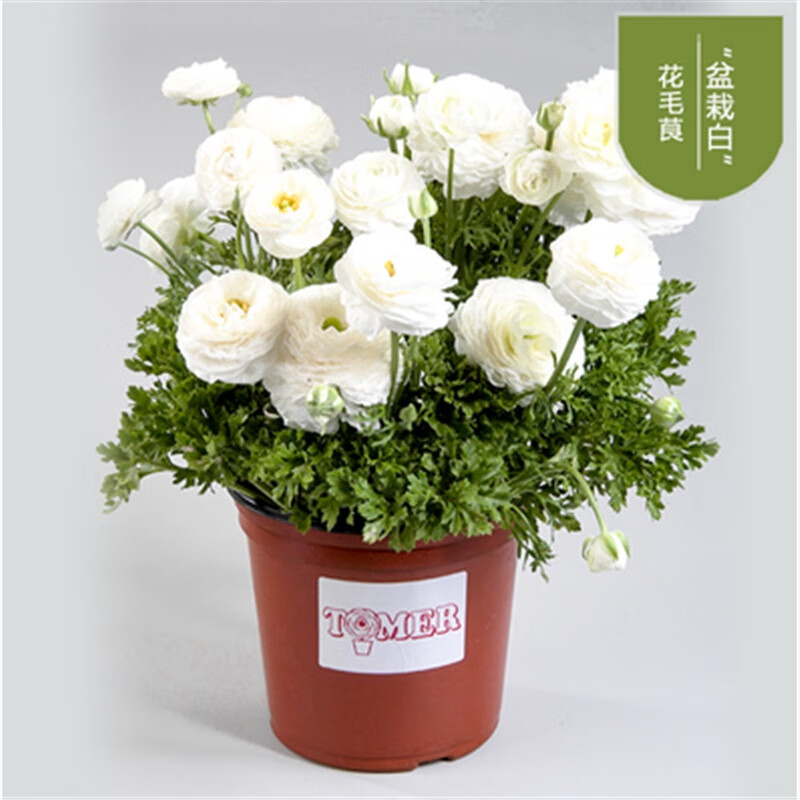 根重瓣芹叶洋牡丹波斯毛茛盆栽花卉牡丹种苗花毛茛种球 白色【3球装】
