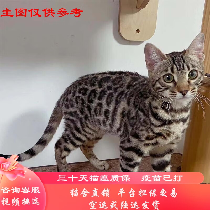 桓瑞宠物纯种孟加拉豹子猫活体幼崽银豹黄金豹空心玫瑰花纹幼猫咪活体 宠物级A款 公怎么看?
