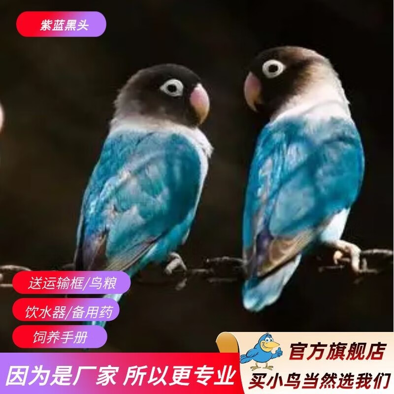 蓝黑牡丹鹦鹉2只