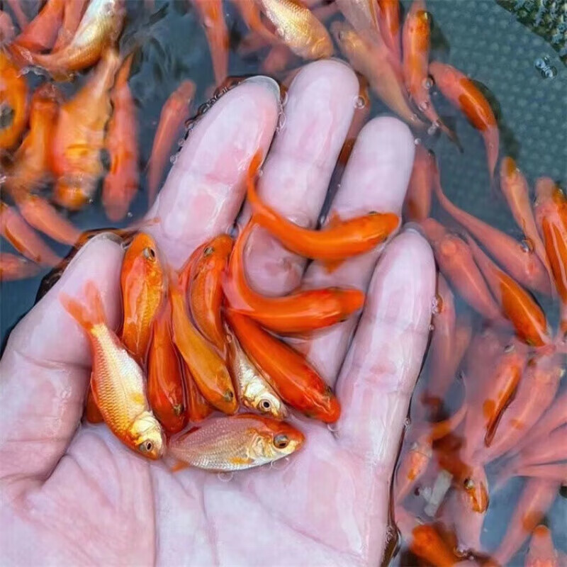 荷包红鲤鱼可观赏可食用淡水养殖鱼兴国红鲤鱼稻田红鲤鱼小鱼 红鲤鱼2