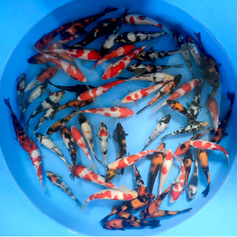博熙疃锦鲤活鱼冷水观赏鱼活体淡水鱼金鱼活鱼好养易活红白三色黑金锦鲤 混搭锦鲤9条18-20cm可备注品种